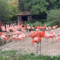 ZOO1-1200
