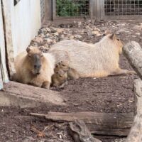 ZOO3-1200